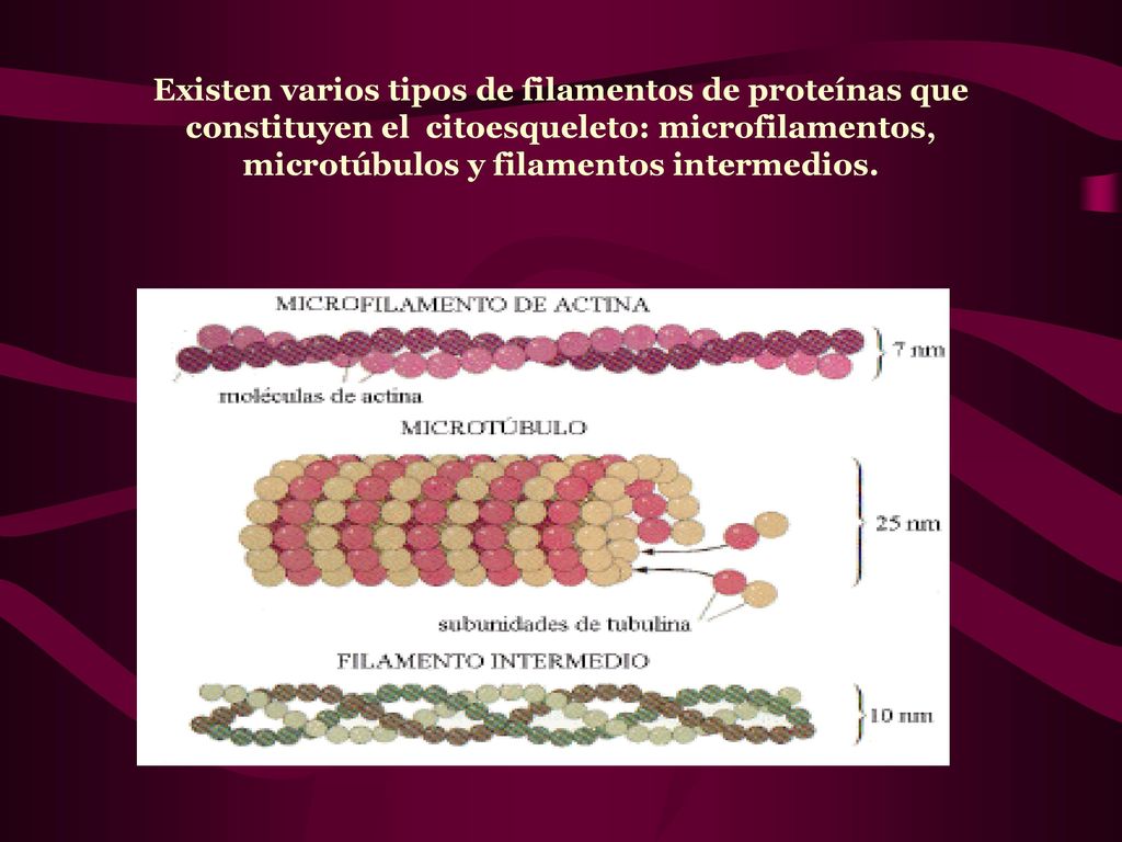 Existen varios tipos de filamentos de proteínas que constituyen el citoesqueleto: microfilamentos, microtúbulos y filamentos intermedios.