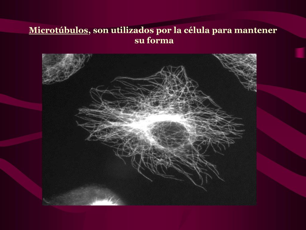 Microtúbulos, son utilizados por la célula para mantener su forma