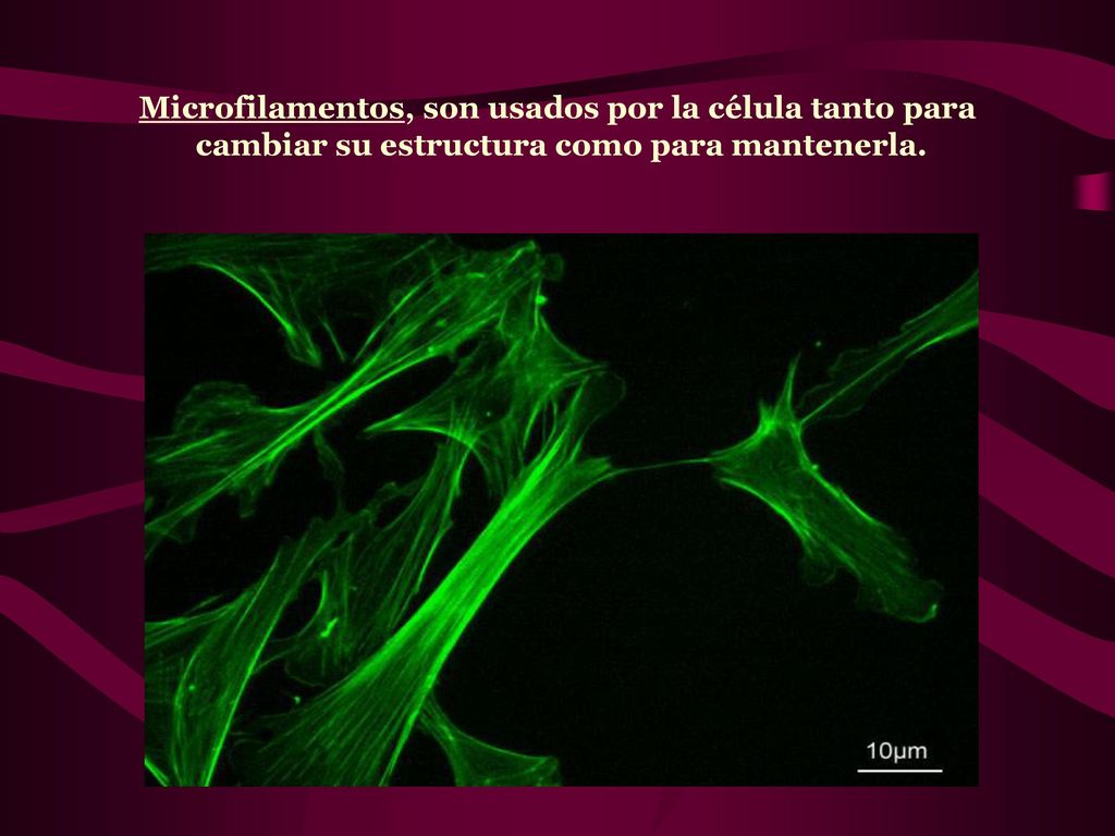 Microfilamentos, son usados por la célula tanto para cambiar su estructura como para mantenerla.