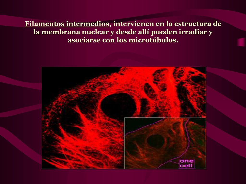 Filamentos intermedios, intervienen en la estructura de la membrana nuclear y desde allí pueden irradiar y asociarse con los microtúbulos.