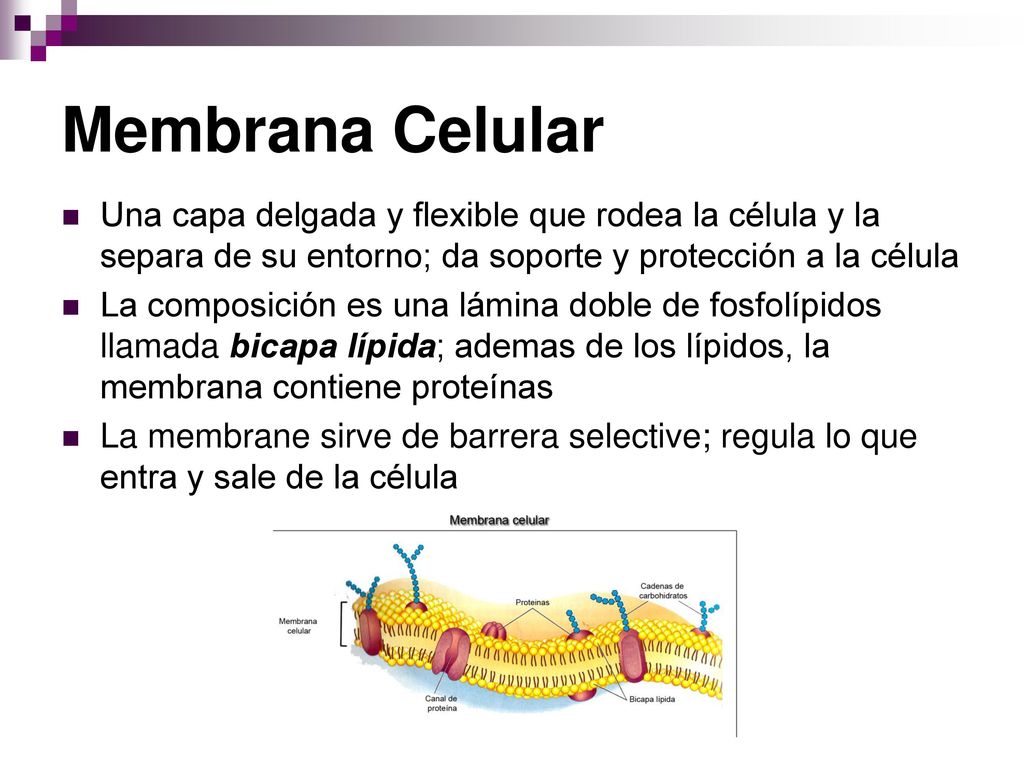Membrana Celular Una capa delgada y flexible que rodea la célula y la separa de su entorno; da soporte y protección a la célula.