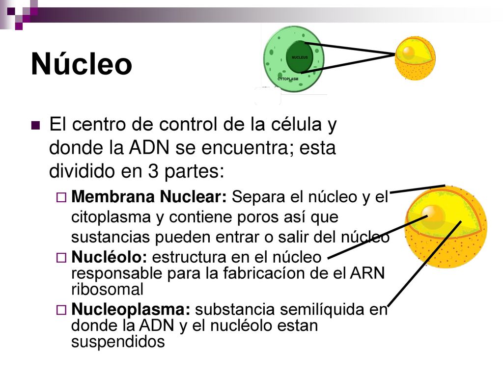 Núcleo El centro de control de la célula y donde la ADN se encuentra; esta dividido en 3 partes: