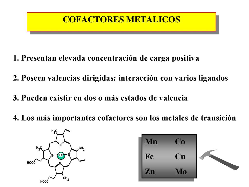 COFACTORES METALICOS 1. Presentan elevada concentración de carga positiva. 2. Poseen valencias dirigidas: interacción con varios ligandos.