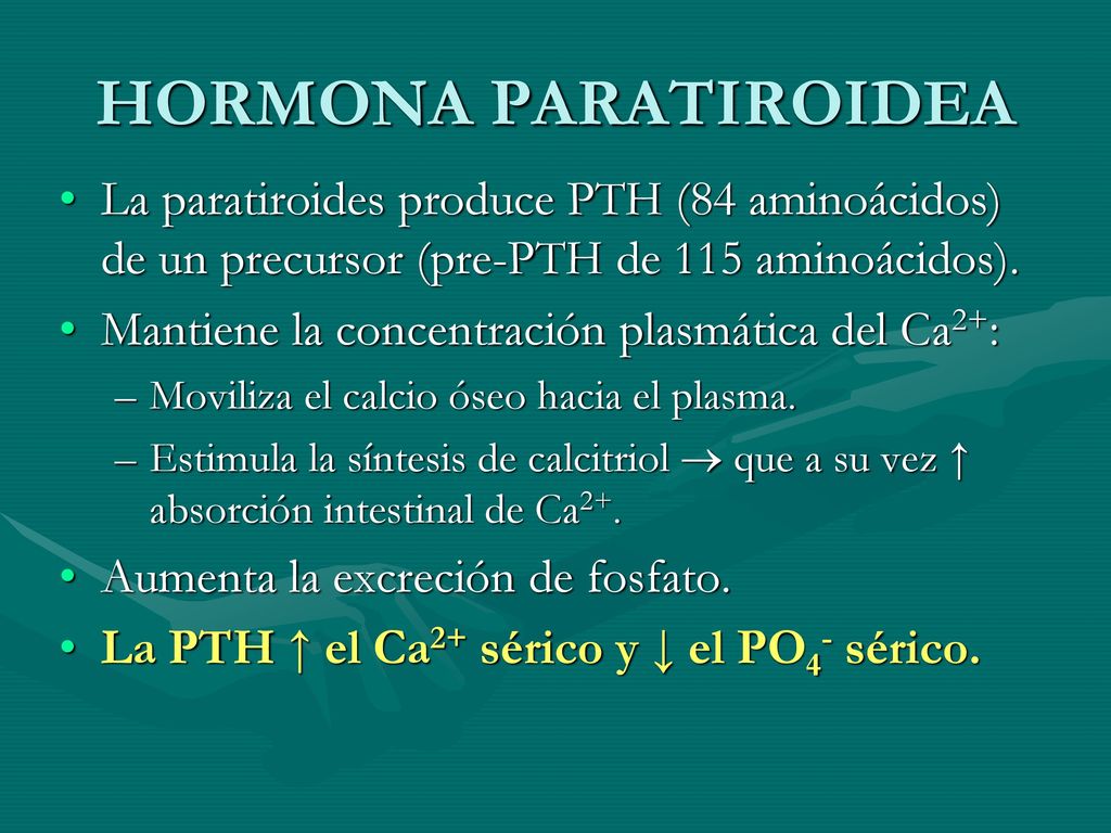 HORMONA PARATIROIDEA La paratiroides produce PTH (84 aminoácidos) de un precursor (pre-PTH de 115 aminoácidos).
