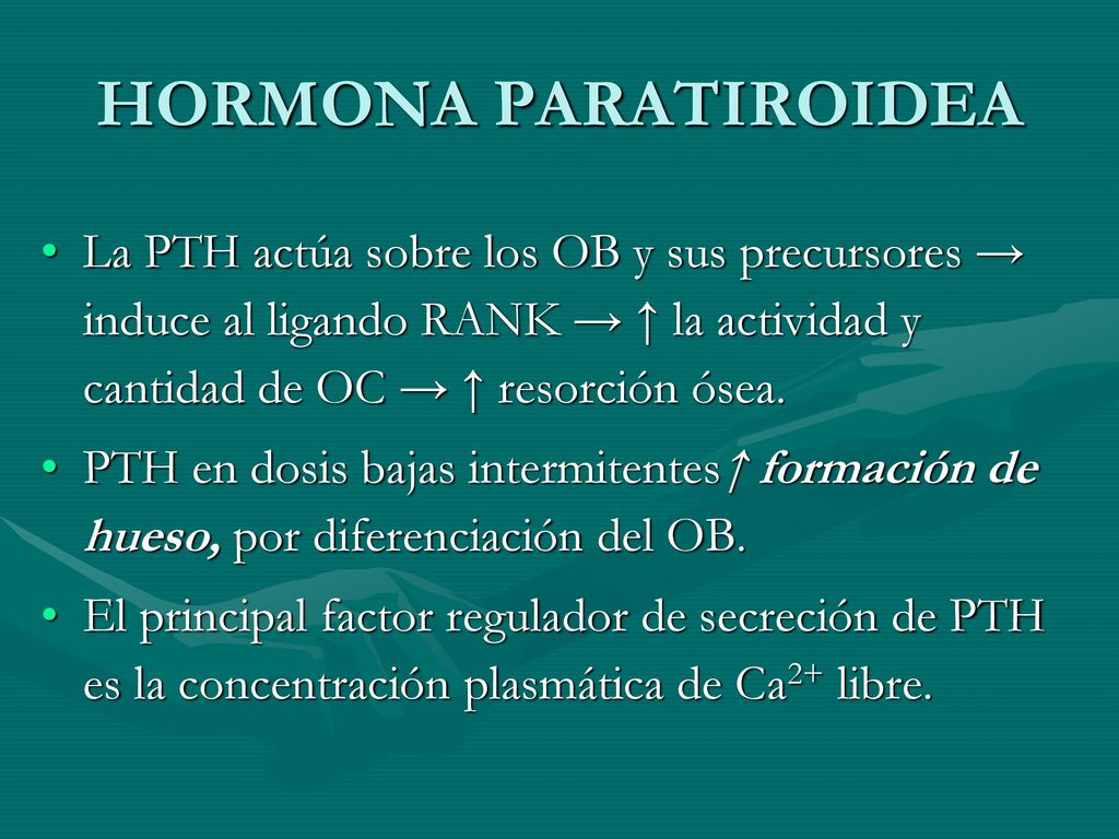 HORMONA PARATIROIDEA La PTH actúa sobre los OB y sus precursores → induce al ligando RANK → ↑ la actividad y cantidad de OC → ↑ resorción ósea.