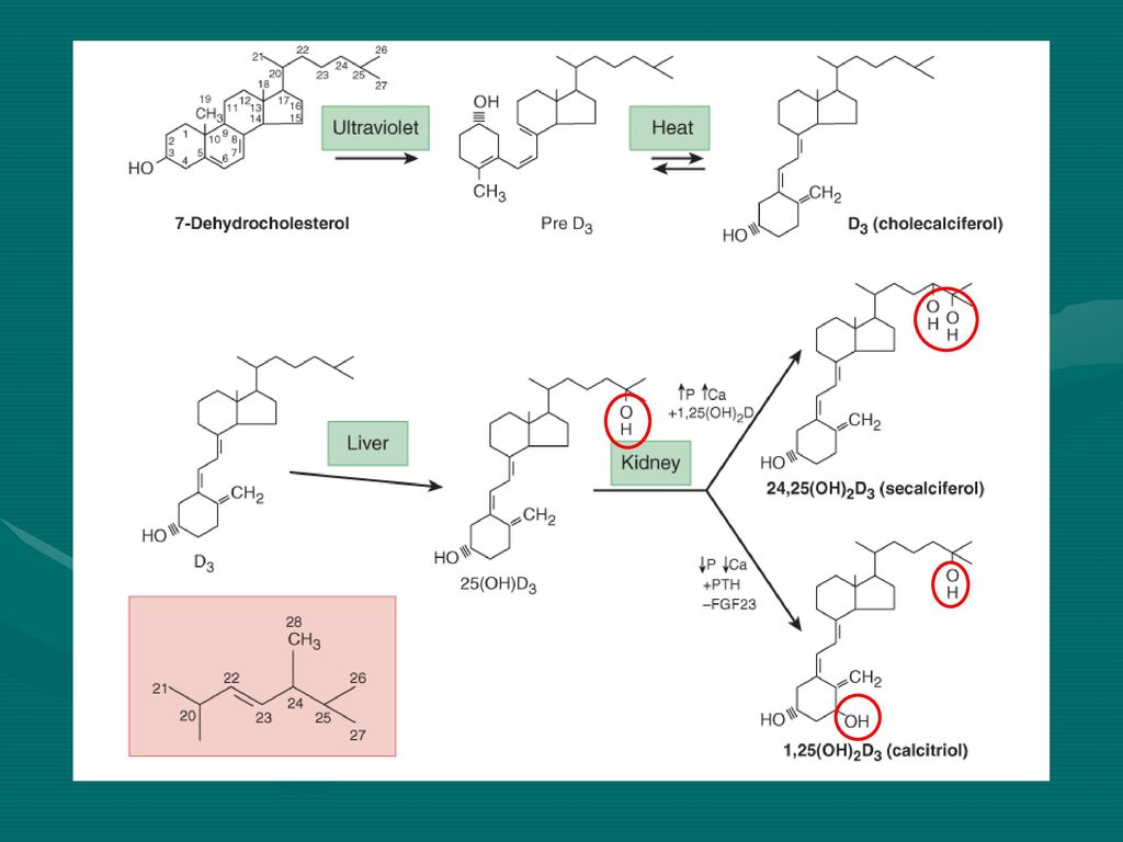 Conversión de 7-dehidrocolesterol a vitamina D3 y el metabolismo de D3 a 1,25-hidroxivitamina D3 (1,25 [OH]2 D3) y 24,25-dihidroxivitamina D3 (24,25 [OH] 2 D3).