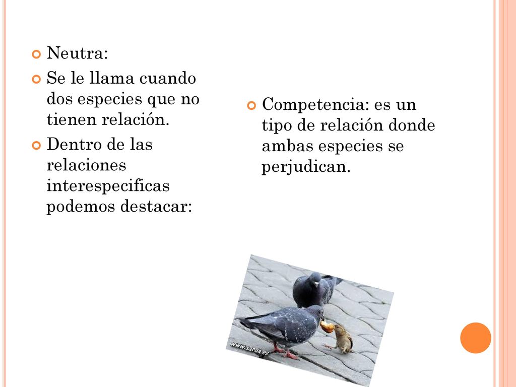 Neutra: Se le llama cuando dos especies que no tienen relación. Dentro de las relaciones interespecificas podemos destacar: