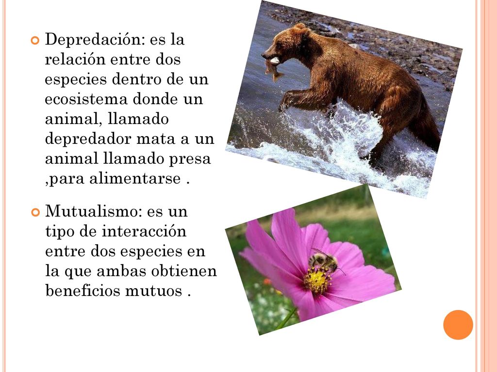Depredación: es la relación entre dos especies dentro de un ecosistema donde un animal, llamado depredador mata a un animal llamado presa ,para alimentarse .