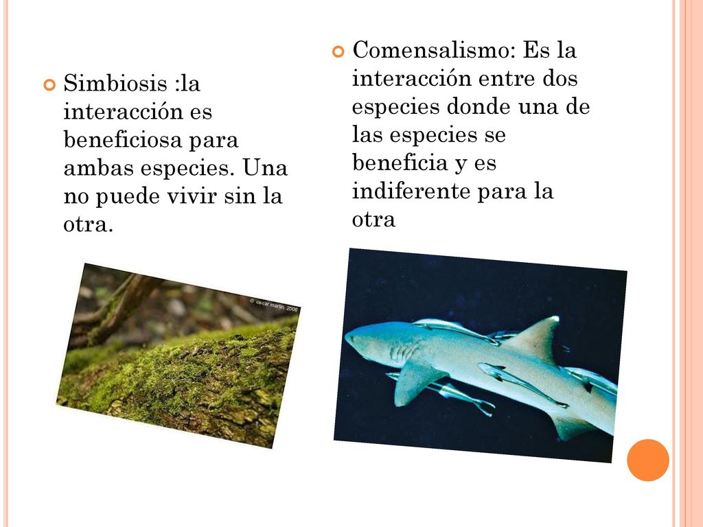 Comensalismo: Es la interacción entre dos especies donde una de las especies se beneficia y es indiferente para la otra
