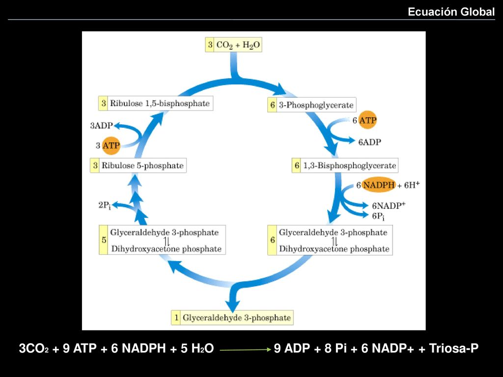 3CO2 + 9 ATP + 6 NADPH + 5 H2O 9 ADP + 8 Pi + 6 NADP+ + Triosa-P