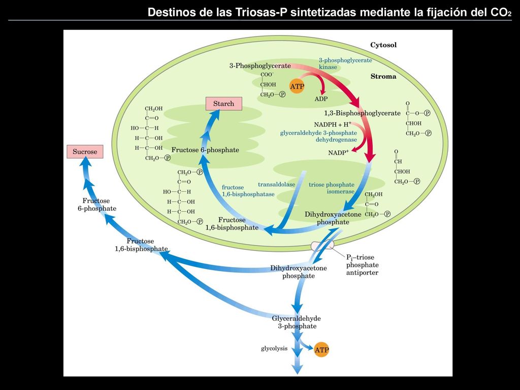 Destinos de las Triosas-P sintetizadas mediante la fijación del CO2