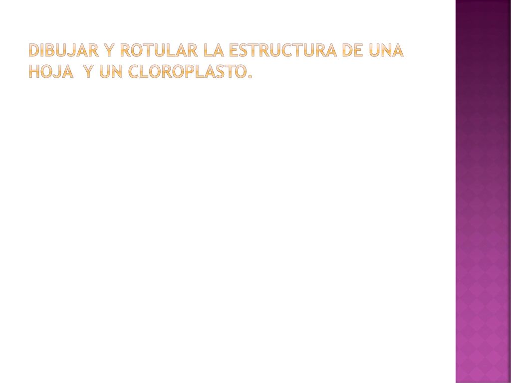 DIBUJAR Y ROTULAR LA ESTRUCTURA DE UNA HOJA Y UN CLOROPLASTO.