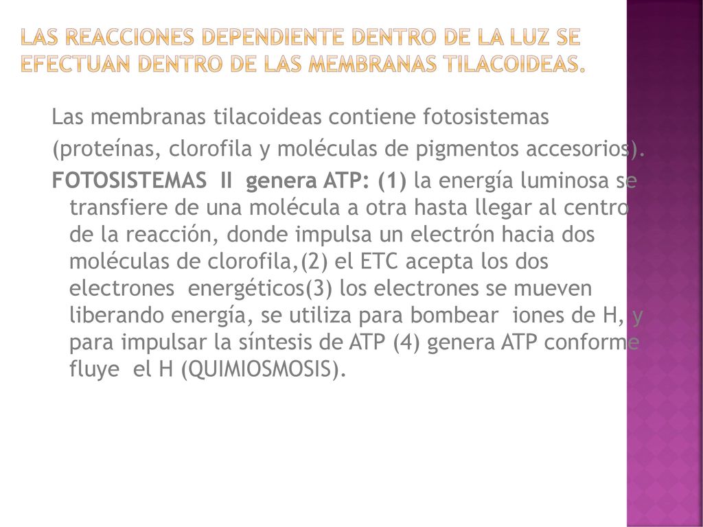 LAS REACCIONES DEPENDIENTE DENTRO DE LA LUZ SE EFECTUAN DENTRO DE LAS MEMBRANAS TILACOIDEAS.