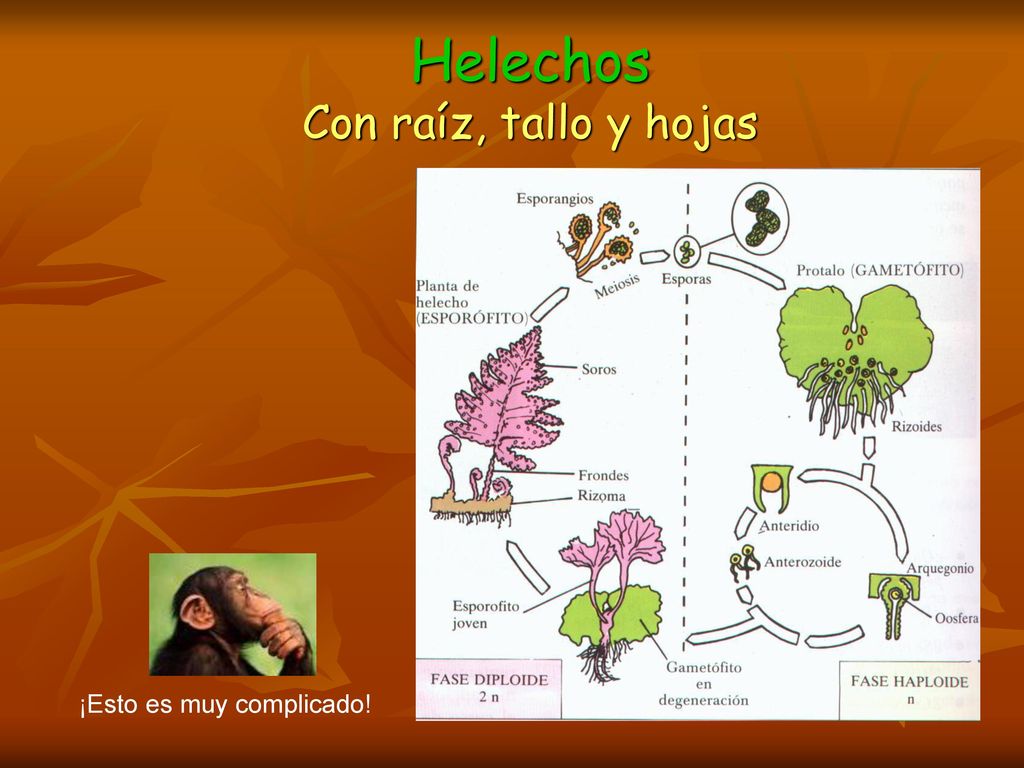 Helechos Con raíz, tallo y hojas ¡Esto es muy complicado!