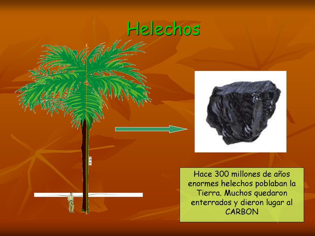 Helechos Hace 300 millones de años enormes helechos poblaban la Tierra. Muchos quedaron enterrados y dieron lugar al.