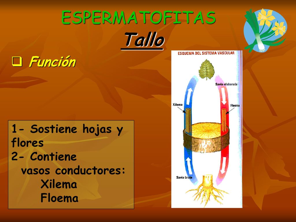 Tallo ESPERMATOFITAS Función 1- Sostiene hojas y flores 2- Contiene