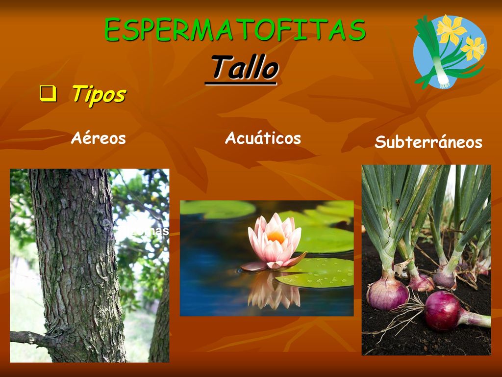 ESPERMATOFITAS Tallo Tipos Aéreos Acuáticos Subterráneos Rizomas