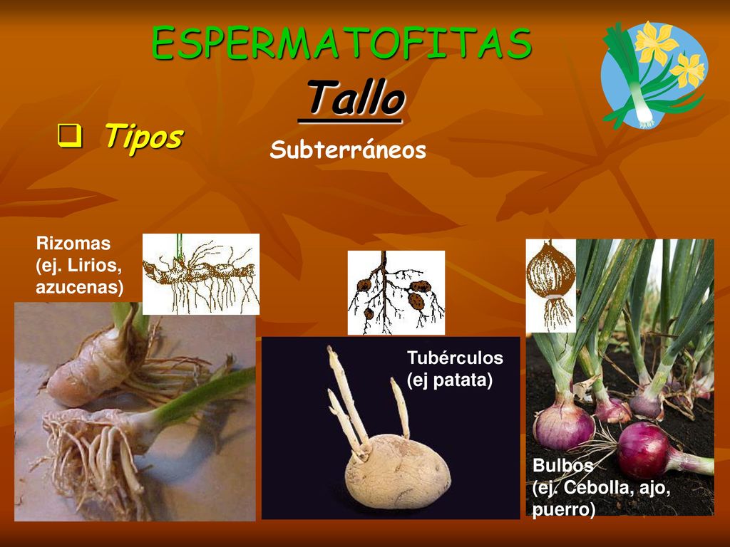 Tallo ESPERMATOFITAS Tipos Subterráneos Rizomas (ej. Lirios, azucenas)