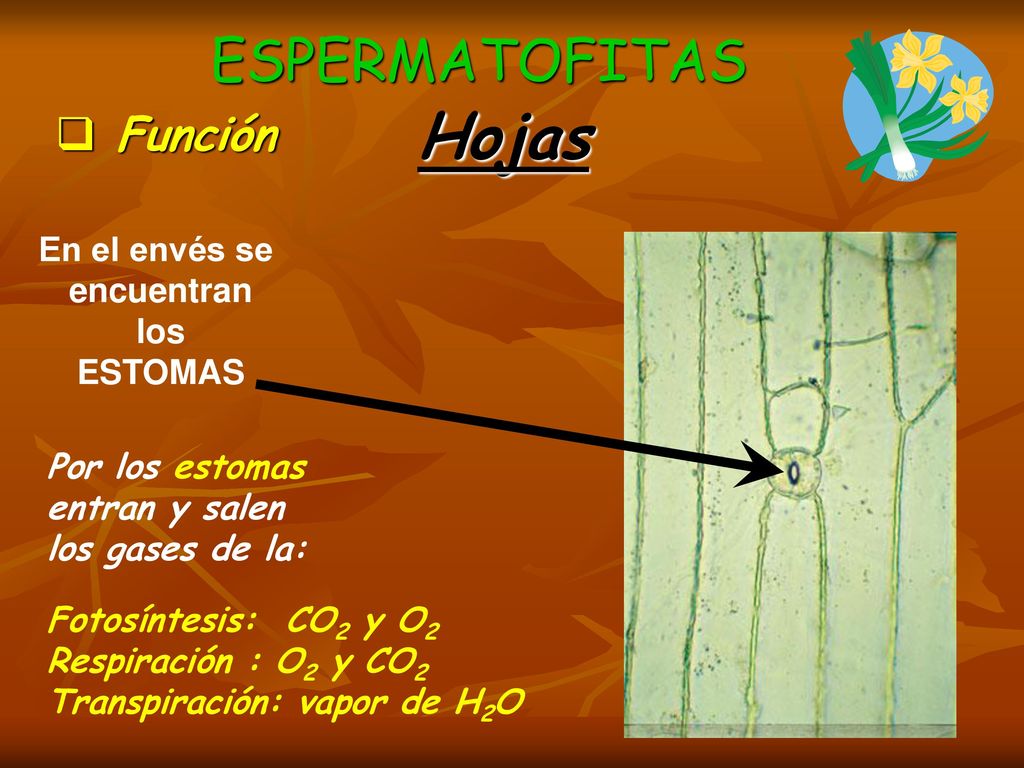 Hojas ESPERMATOFITAS Función En el envés se encuentran los ESTOMAS