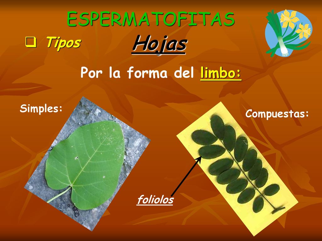 Hojas ESPERMATOFITAS Tipos Por la forma del limbo: Simples: