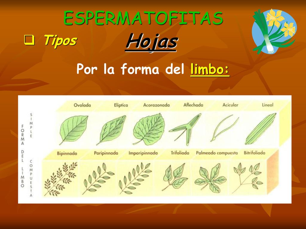 ESPERMATOFITAS Hojas Tipos Por la forma del limbo: