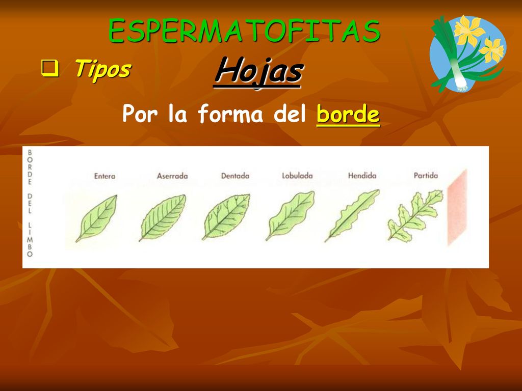 ESPERMATOFITAS Hojas Tipos Por la forma del borde