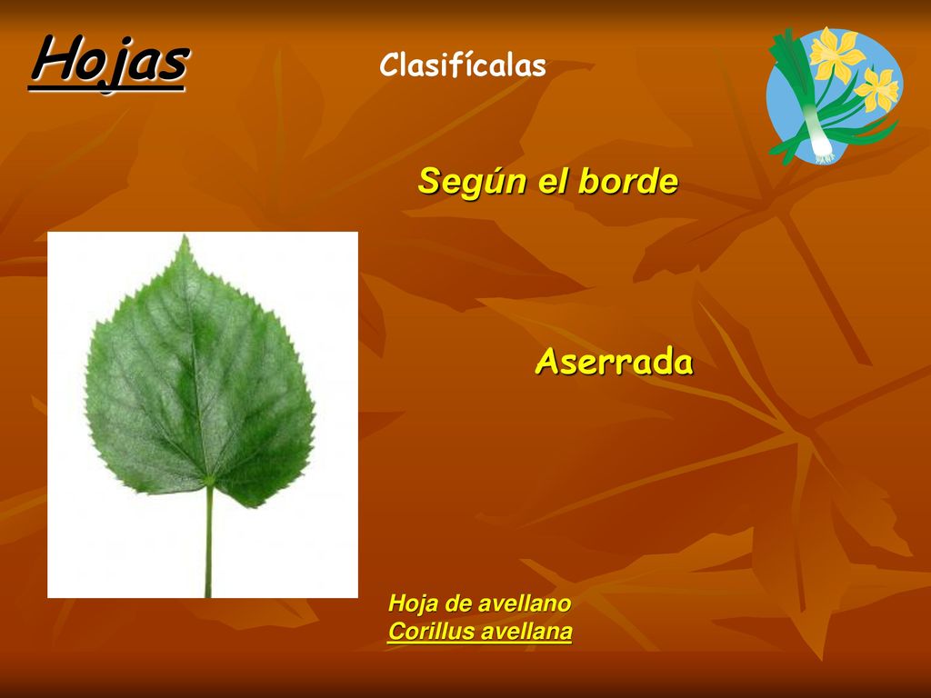 Hojas Según el borde Aserrada Clasifícalas Hoja de avellano