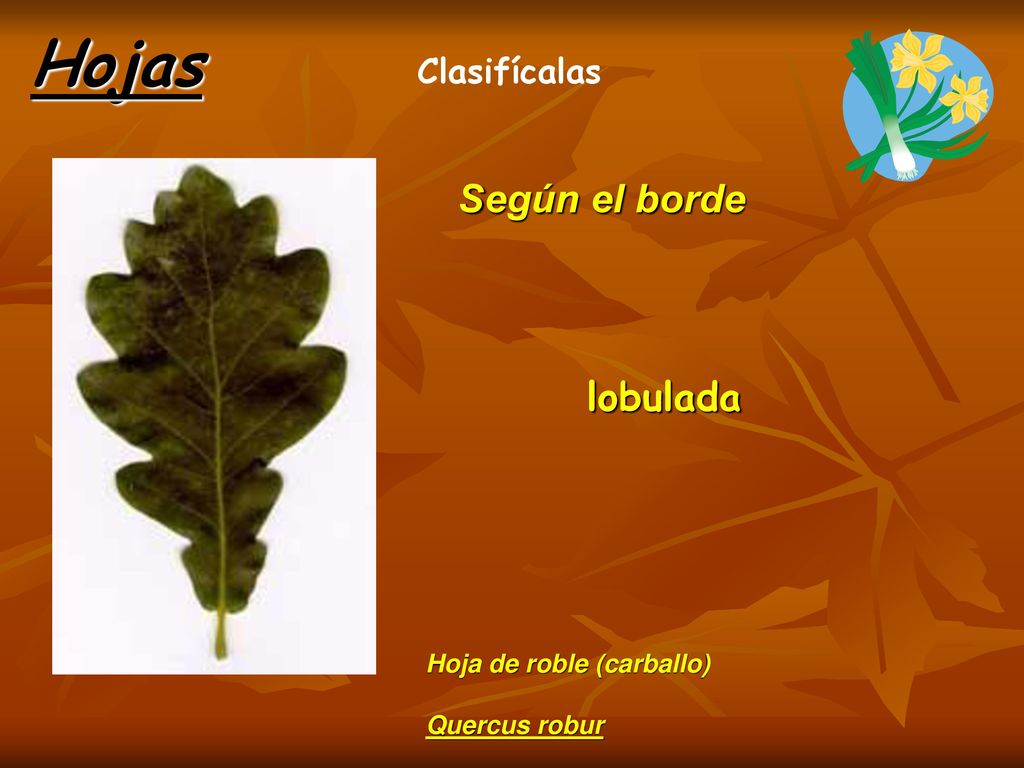 Hojas Según el borde lobulada Clasifícalas Hoja de roble (carballo)