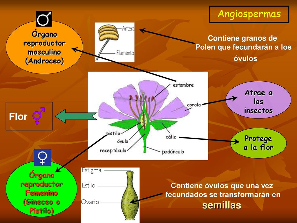 Angiospermas Flor semillas Órgano reproductor masculino