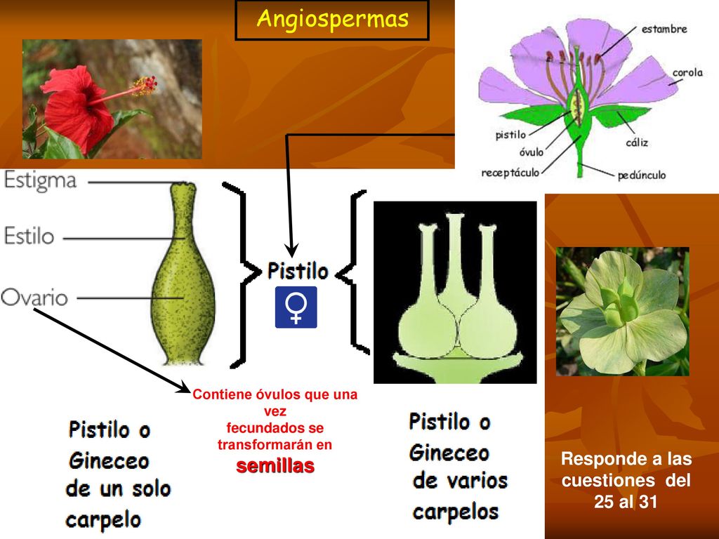 Angiospermas semillas Responde a las cuestiones del 25 al 31