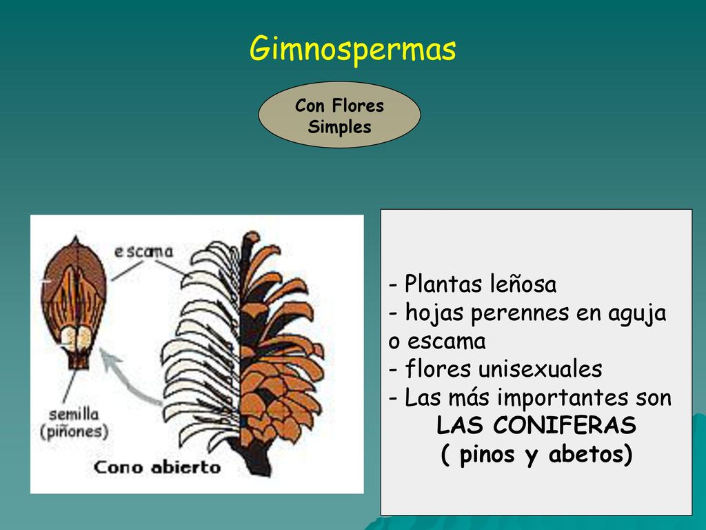 Gimnospermas - Plantas leñosa - hojas perennes en aguja o escama