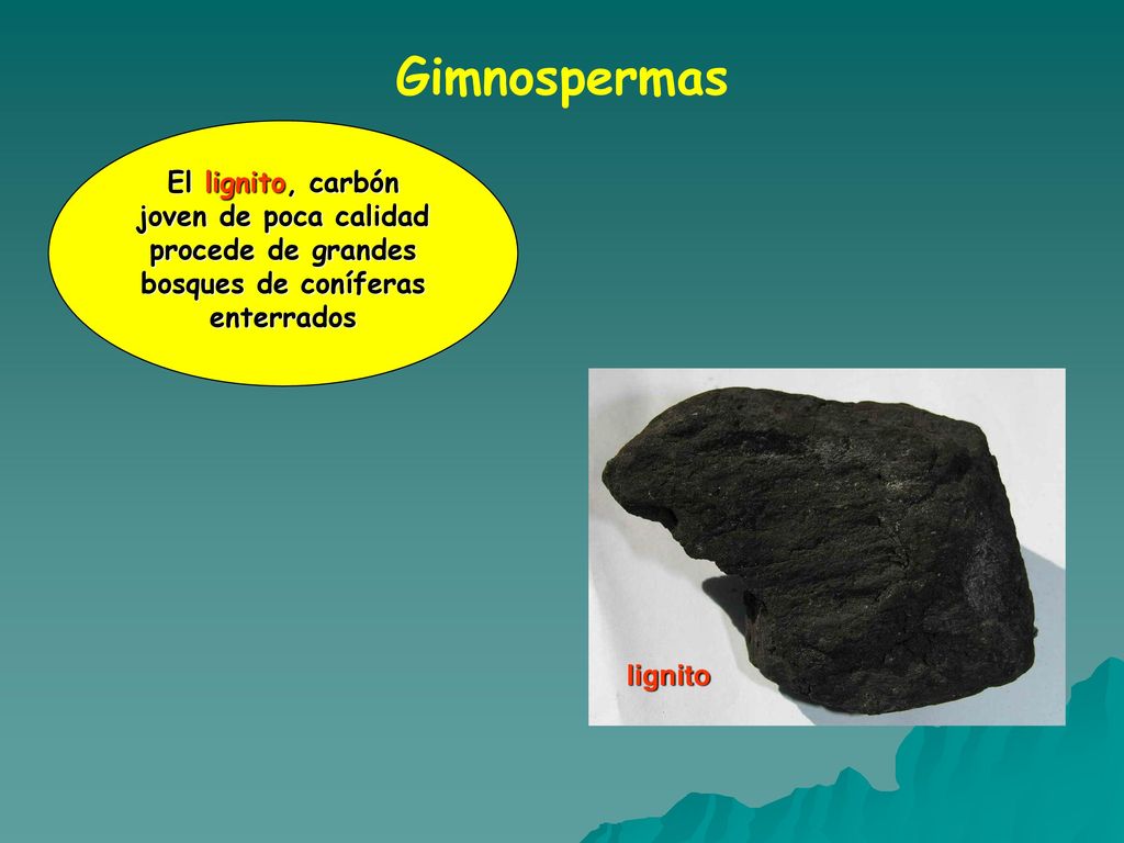 Gimnospermas El lignito, carbón joven de poca calidad procede de grandes bosques de coníferas enterrados.