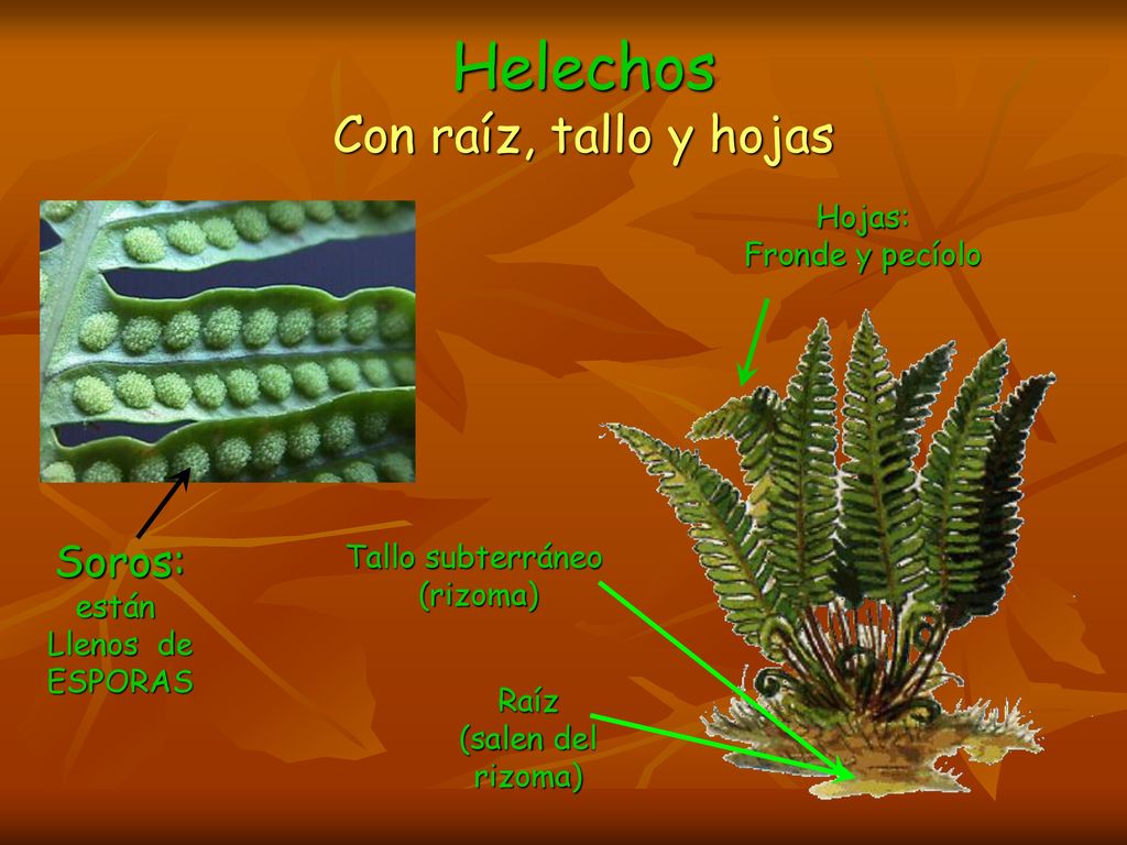 Helechos Con raíz, tallo y hojas Soros: Hojas: Fronde y pecíolo