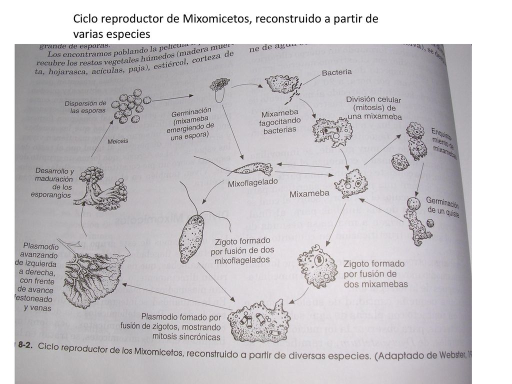 Ciclo reproductor de Mixomicetos, reconstruido a partir de varias especies
