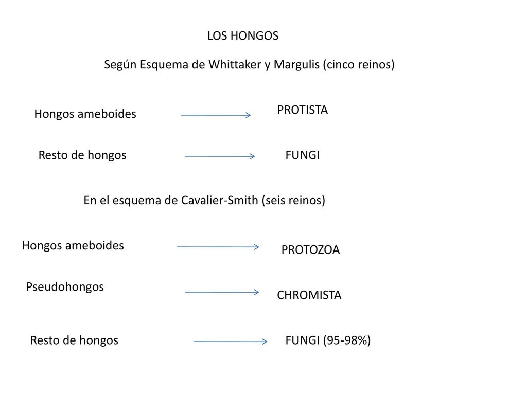 LOS HONGOS Según Esquema de Whittaker y Margulis (cinco reinos) PROTISTA. Hongos ameboides. Resto de hongos.