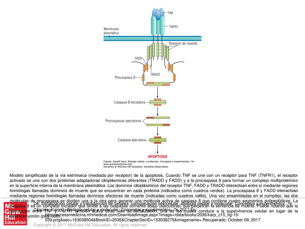 Modelo simplificado de la vía extrínseca (mediada por receptor) de la apoptosis. Cuando TNF se une con un receptor para TNF (TNFR1), el receptor activado se une con dos proteínas adaptadoras citoplásmicas diferentes (TRADD y FADD) y a la procaspasa 8 para formar un complejo multiproteínico en la superficie interna de la membrana plasmática. Los dominios citoplásmicos del receptor TNF, FADD y TRADD interactúan entre sí mediante regiones homólogas llamadas dominios de muerte que se encuentran en cada proteína (indicados como cuadros verdes). La procaspasa 8 y FADD interactúan mediante regiones homólogas llamadas dominios efectores de muerte (indicadas como cuadros cafés). Una vez ensambladas en el complejo, las dos moléculas de procaspasa se dividen una a la otra para generar una molécula activa de caspasa 8 que contiene cuatro segmentos polipeptídicos. La caspasa 8 es un complejo iniciador que divide a las caspasas corriente abajo (ejecutoras) que perpetran la sentencia de muerte. Puede notarse que la interacción entre TNF y TNFR1 también activa otras vías de señalización, una de las cuales conduce a la supervivencia celular en lugar de la autodestrucción (pág. 660).