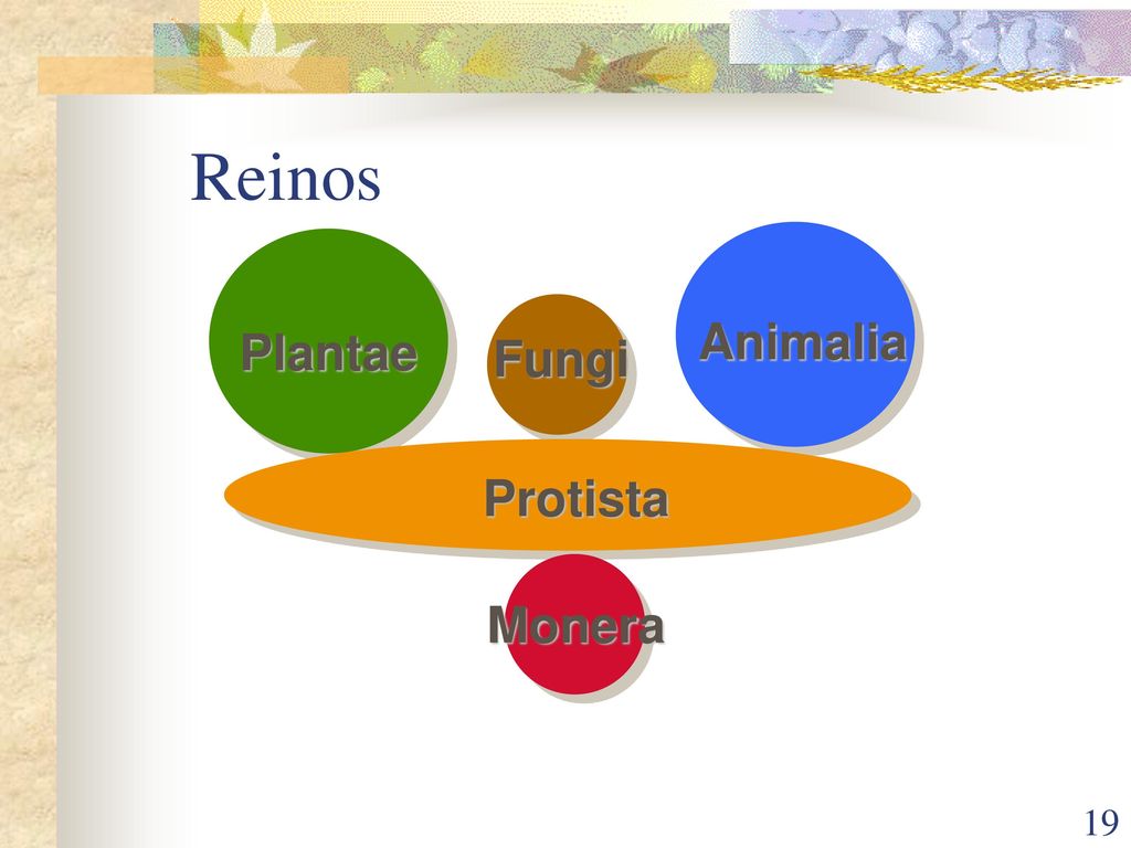 Reinos Animalia Plantae Fungi Protista Monera