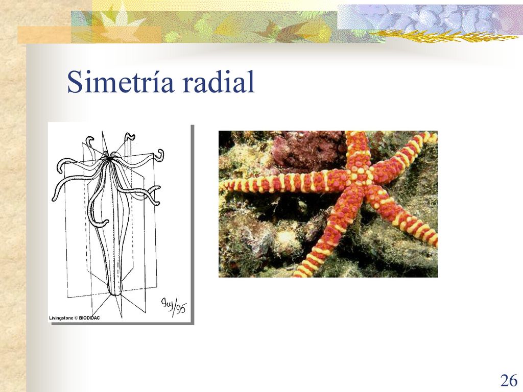 Simetría radial