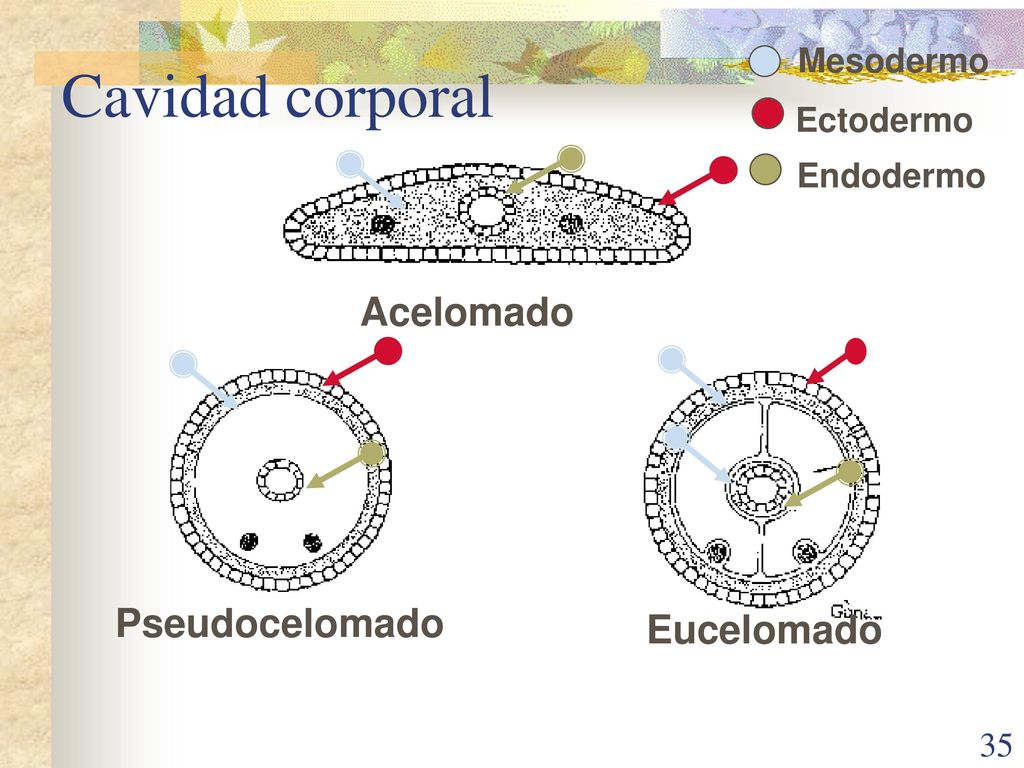 Cavidad corporal Acelomado Pseudocelomado Eucelomado Mesodermo