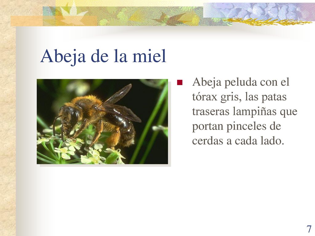 Abeja de la miel Abeja peluda con el tórax gris, las patas traseras lampiñas que portan pinceles de cerdas a cada lado.