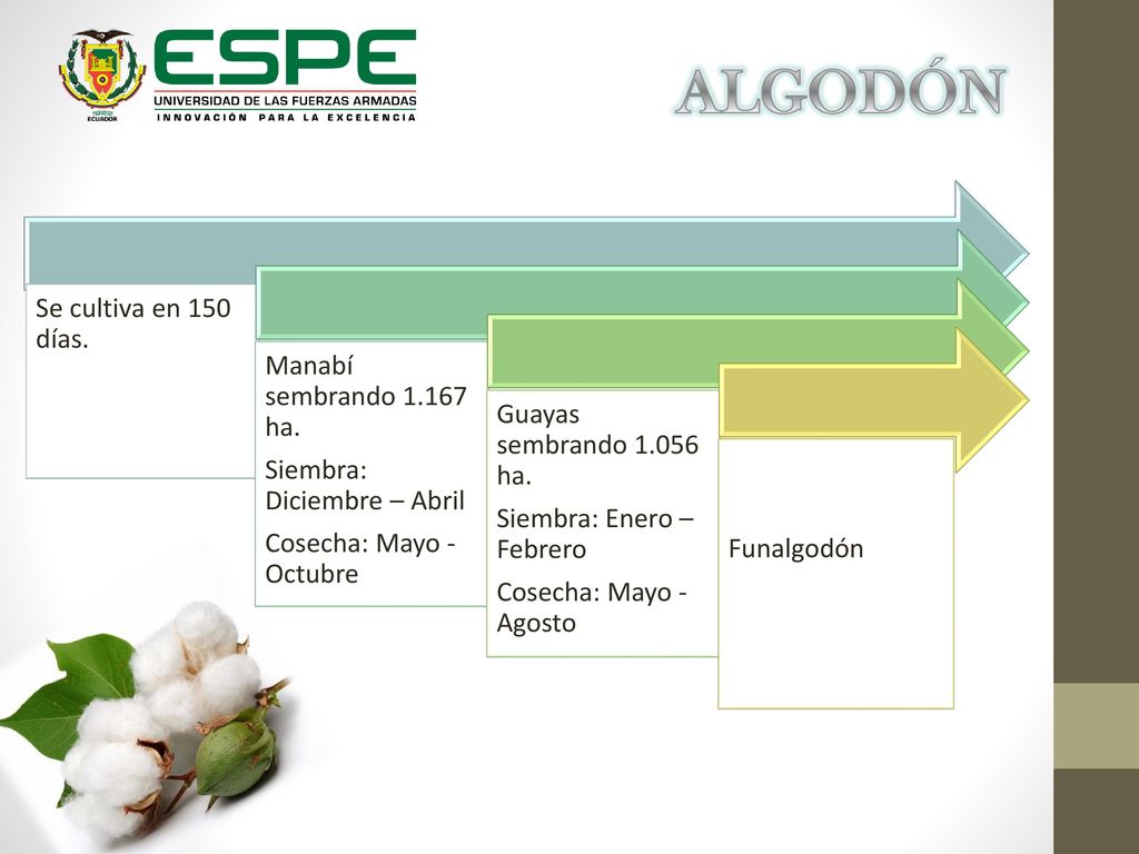 ALGODÓN Se cultiva en 150 días. Manabí sembrando ha.