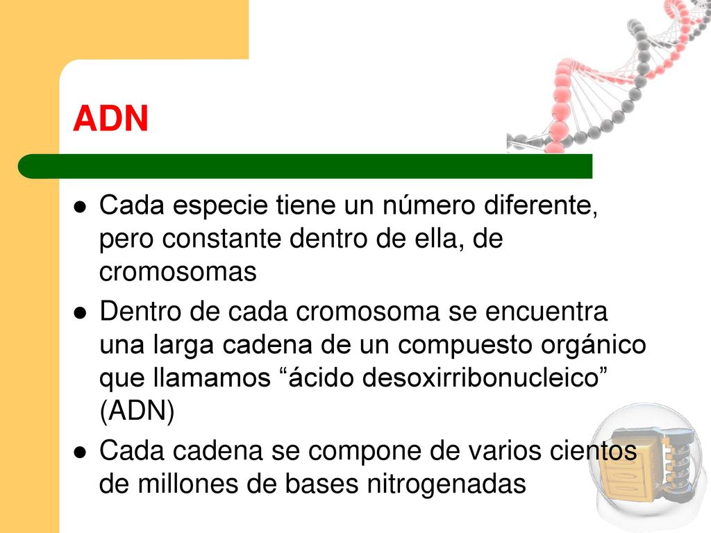ADN Cada especie tiene un número diferente, pero constante dentro de ella, de cromosomas.