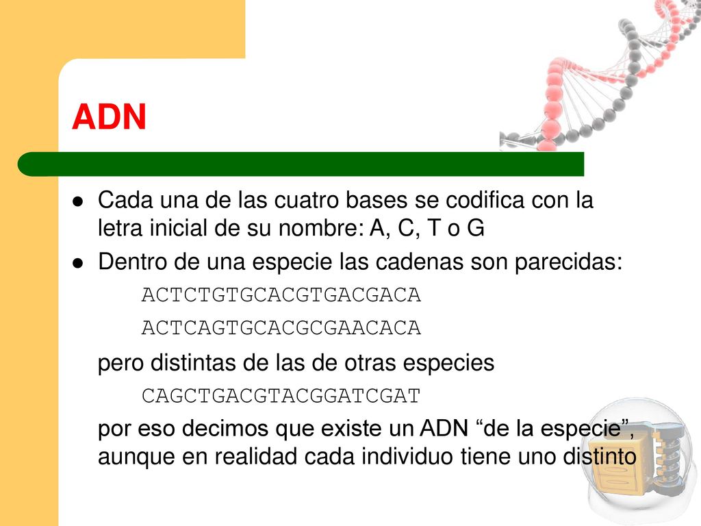 ADN Cada una de las cuatro bases se codifica con la letra inicial de su nombre: A, C, T o G. Dentro de una especie las cadenas son parecidas: