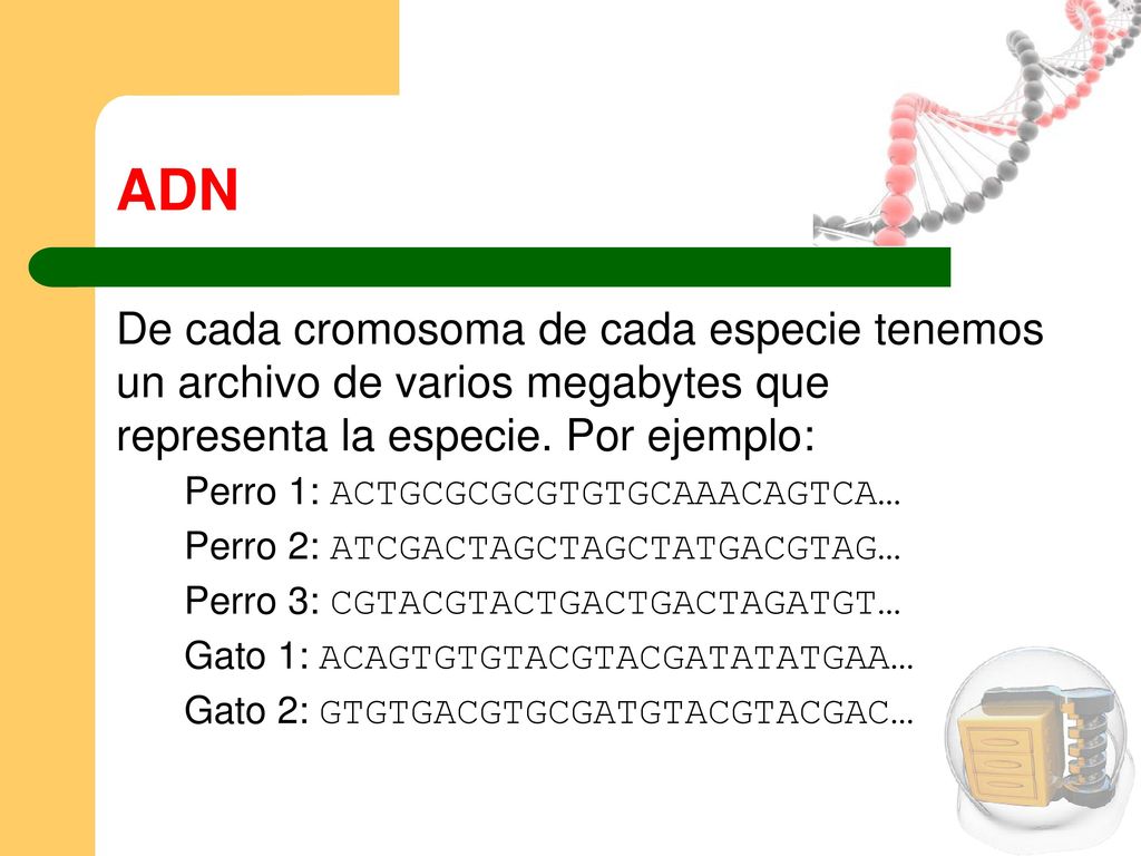 ADN De cada cromosoma de cada especie tenemos un archivo de varios megabytes que representa la especie. Por ejemplo: