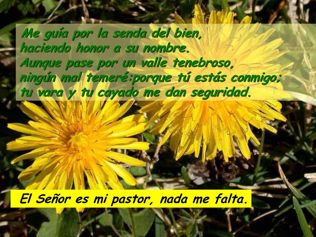 El Señor es mi pastor, nada me falta.