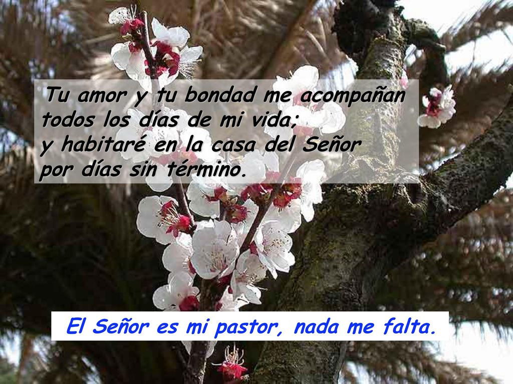 El Señor es mi pastor, nada me falta.