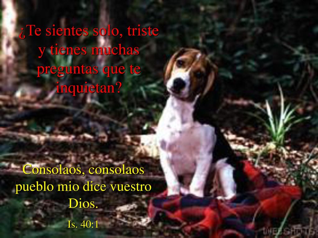¿Te sientes solo, triste y tienes muchas preguntas que te inquietan