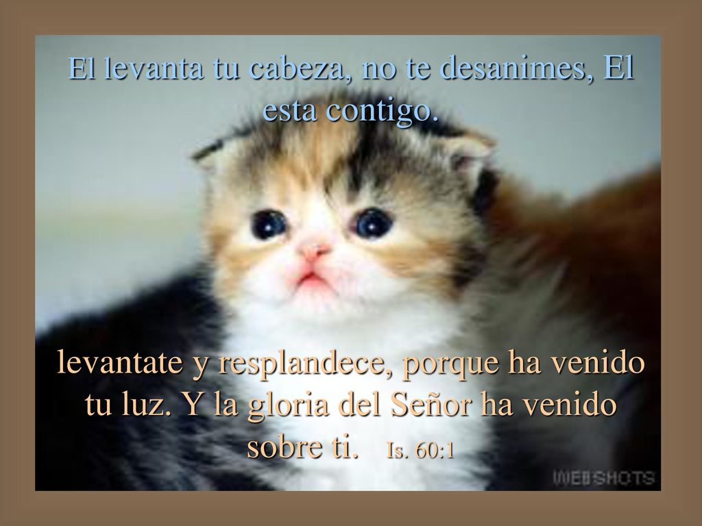 El levanta tu cabeza, no te desanimes, El esta contigo.
