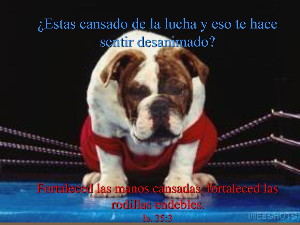 ¿Estas cansado de la lucha y eso te hace sentir desanimado