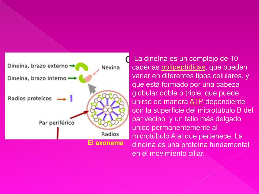 La dineína es un complejo de 10 cadenas polipeptídicas, que pueden variar en diferentes tipos celulares, y que está formado por una cabeza globular doble o triple, que puede unirse de manera ATP-dependiente con la superficie del microtúbulo B del par vecino, y un tallo más delgado unido permanentemente al microtúbulo A al que pertenece. La dineína es una proteína fundamental en el movimiento ciliar.
